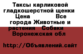 Таксы карликовой гладкошерстной щенки › Цена ­ 20 000 - Все города Животные и растения » Собаки   . Воронежская обл.